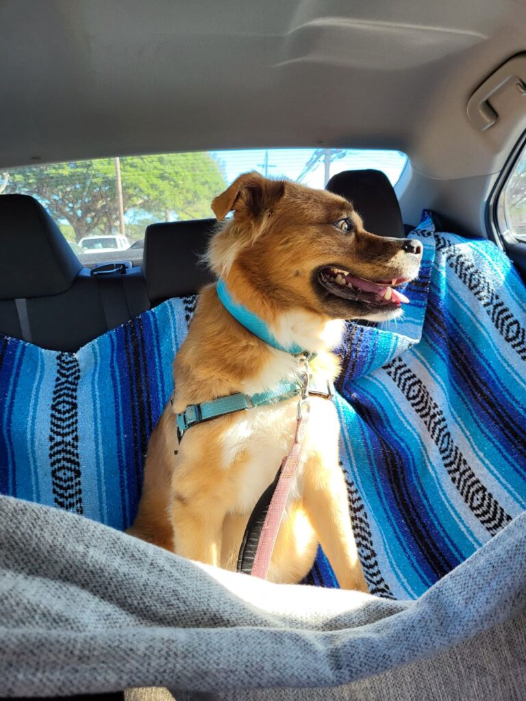 Hund im Auto: Wir fahren mit unserem Housesitting-Hund zum Strand