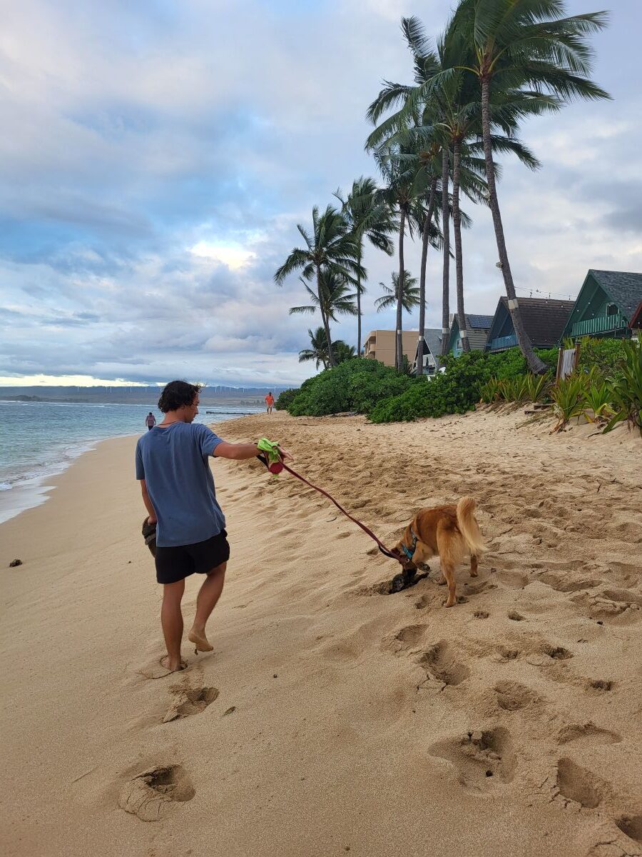 Housesitting auf Hawaii: Mit Hund am Strand Gassi gehen