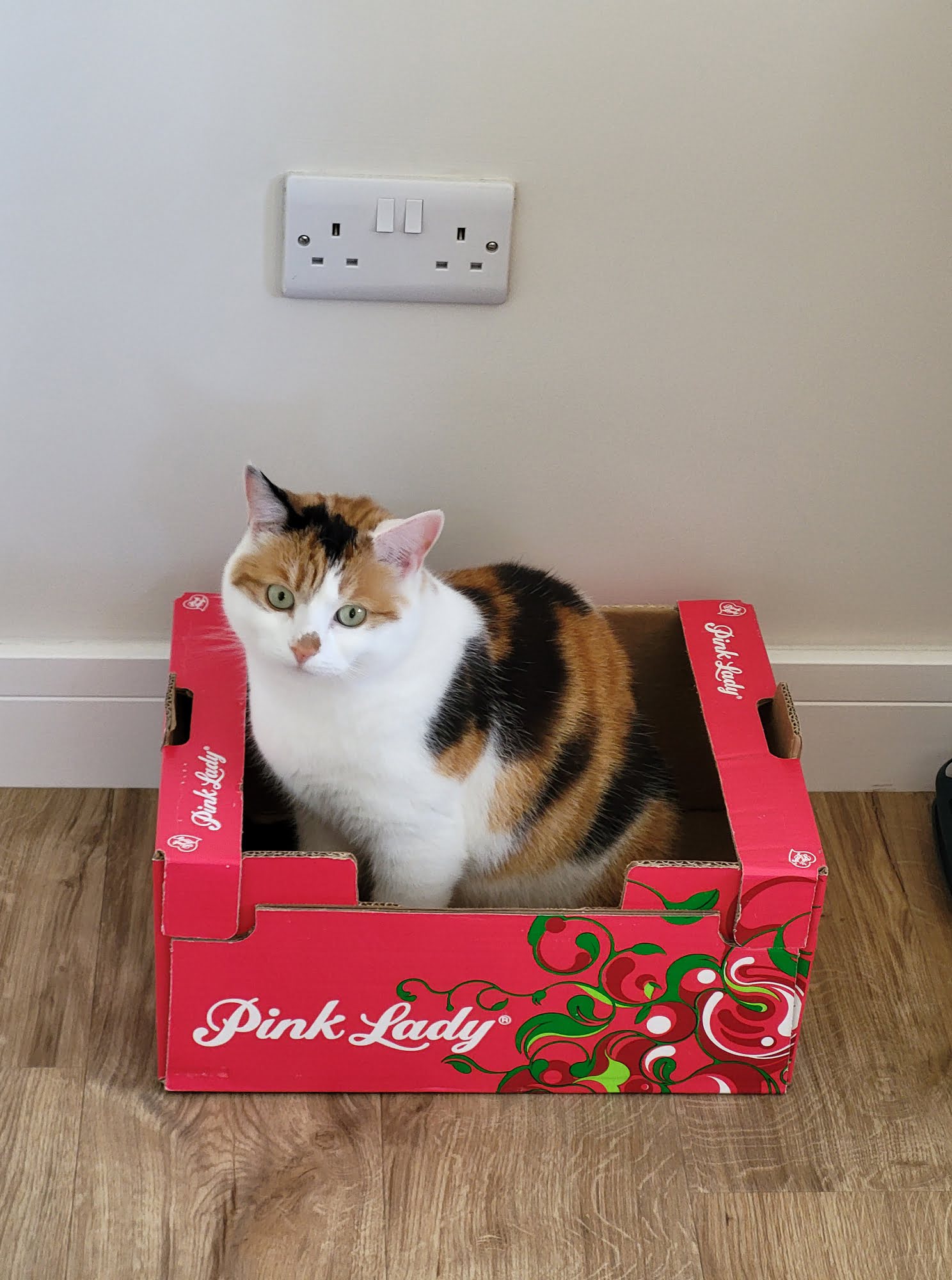Unsere Housesit-Katze in Schottland