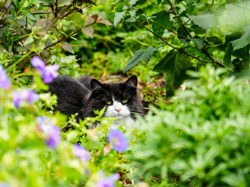 Mit der Katze im Garten, bei unserem Housesitting in Edinburgh im Sommer 2025
