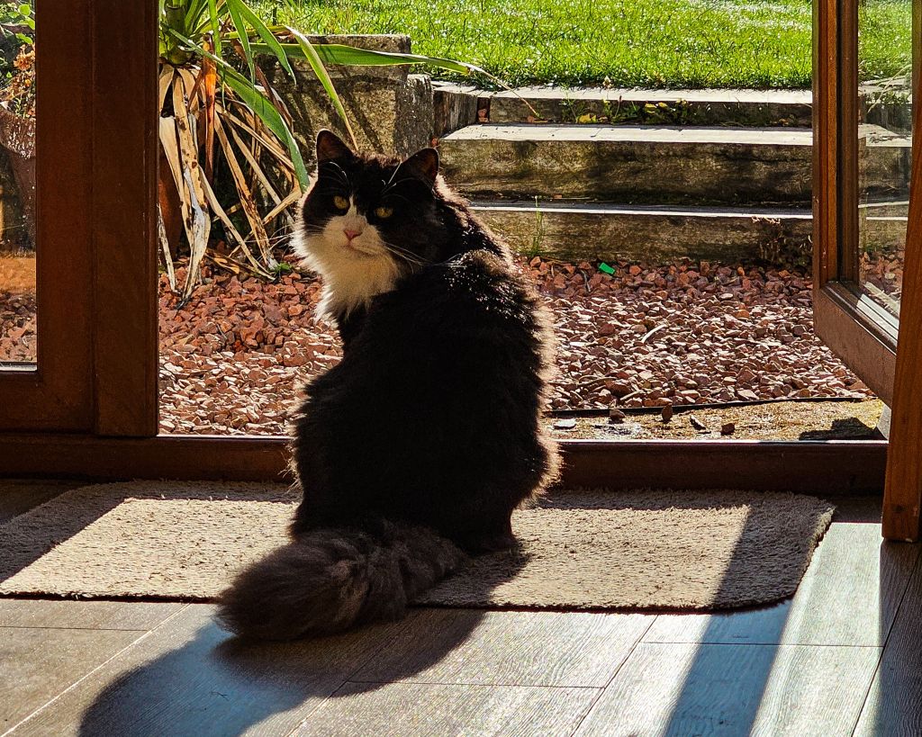 Unsere Katze während des Housesitting in Edinburgh im Sommer