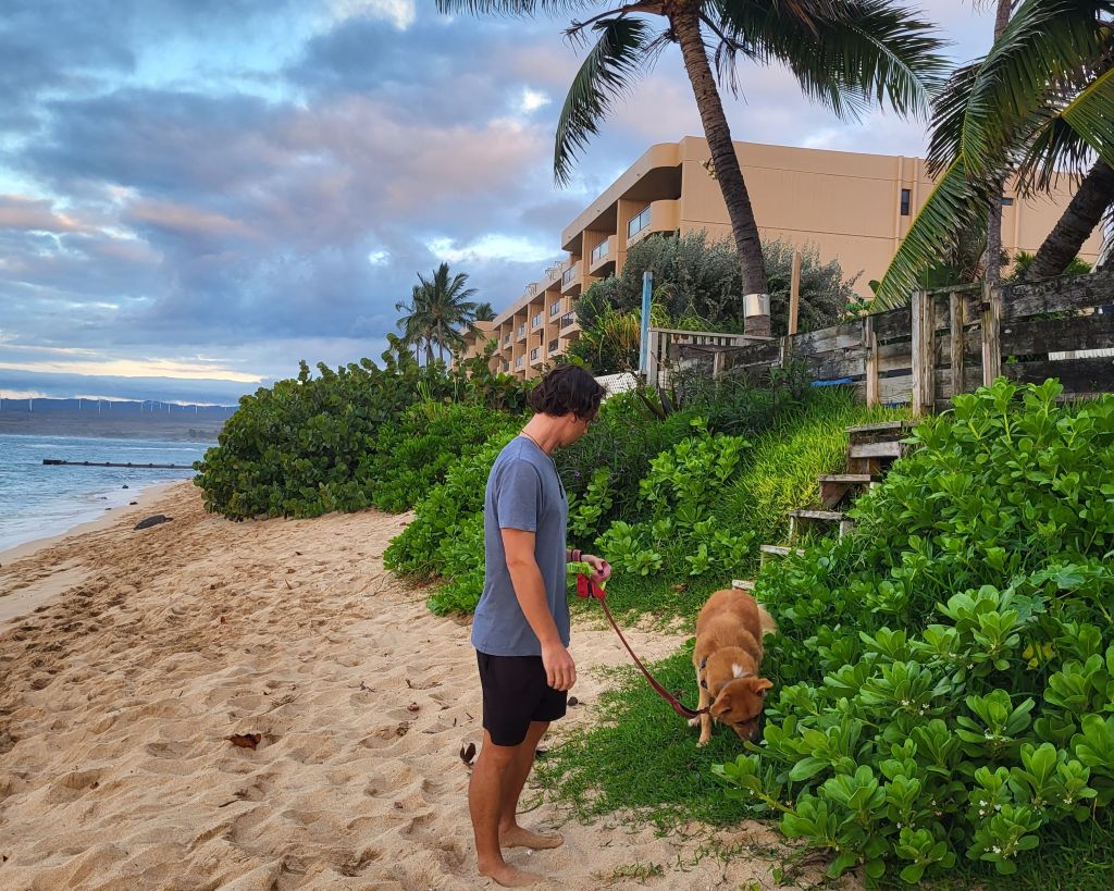 Housesitting auf Hawaii über TrustedHousesitters