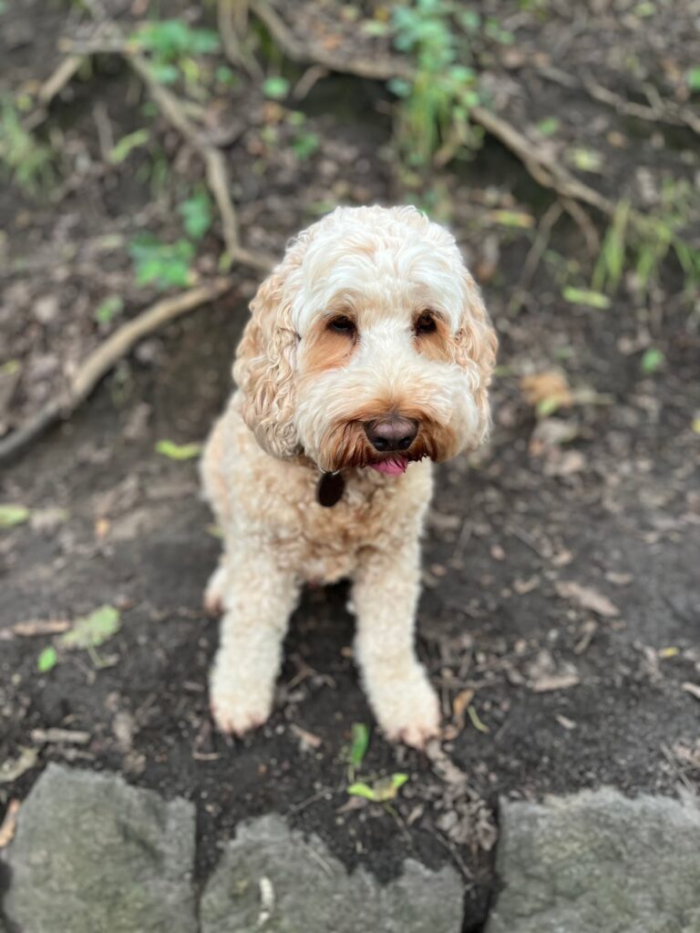 Hund beim Housesitting in Deutschland