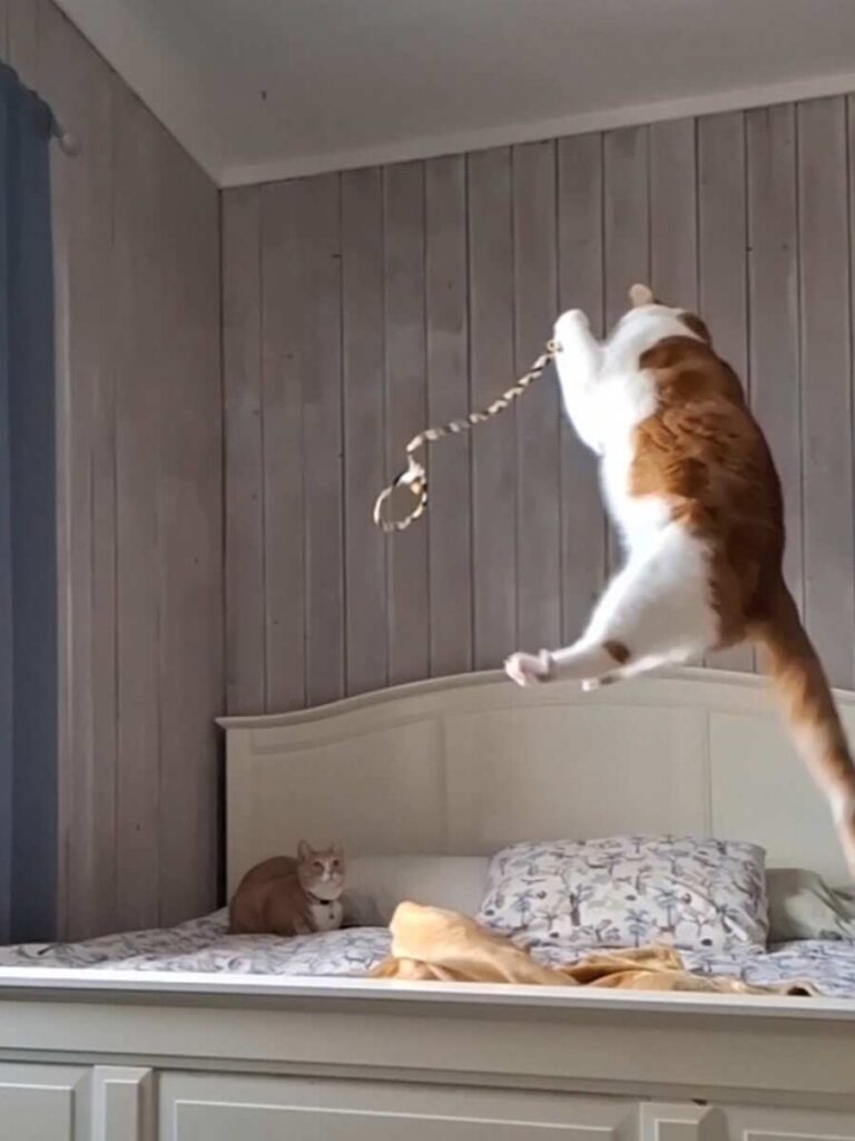 Spielende Katzen auf dem Bett beim Petsitting USA