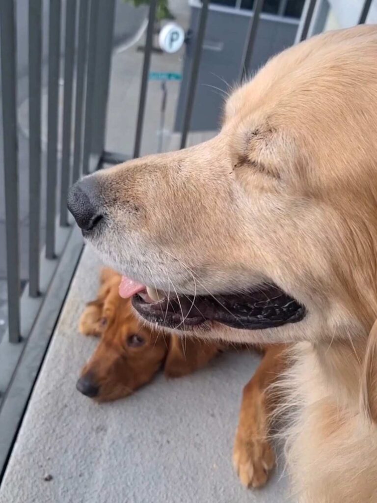 Dogsitting in den USA Erfahrungen