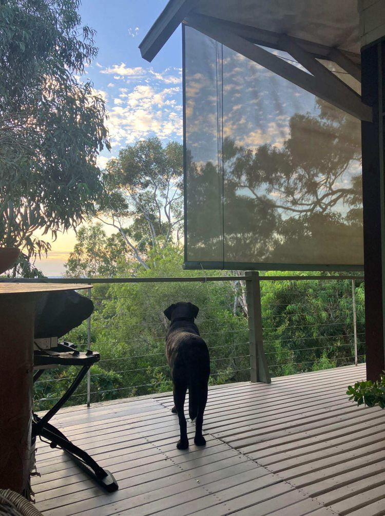 Housesitting-Hund in Australien auf der Terrasse