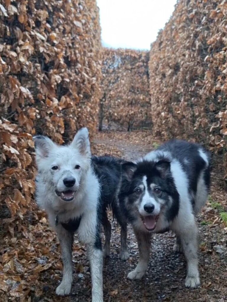 Housesitting-Hunde beim Gassi in den USA