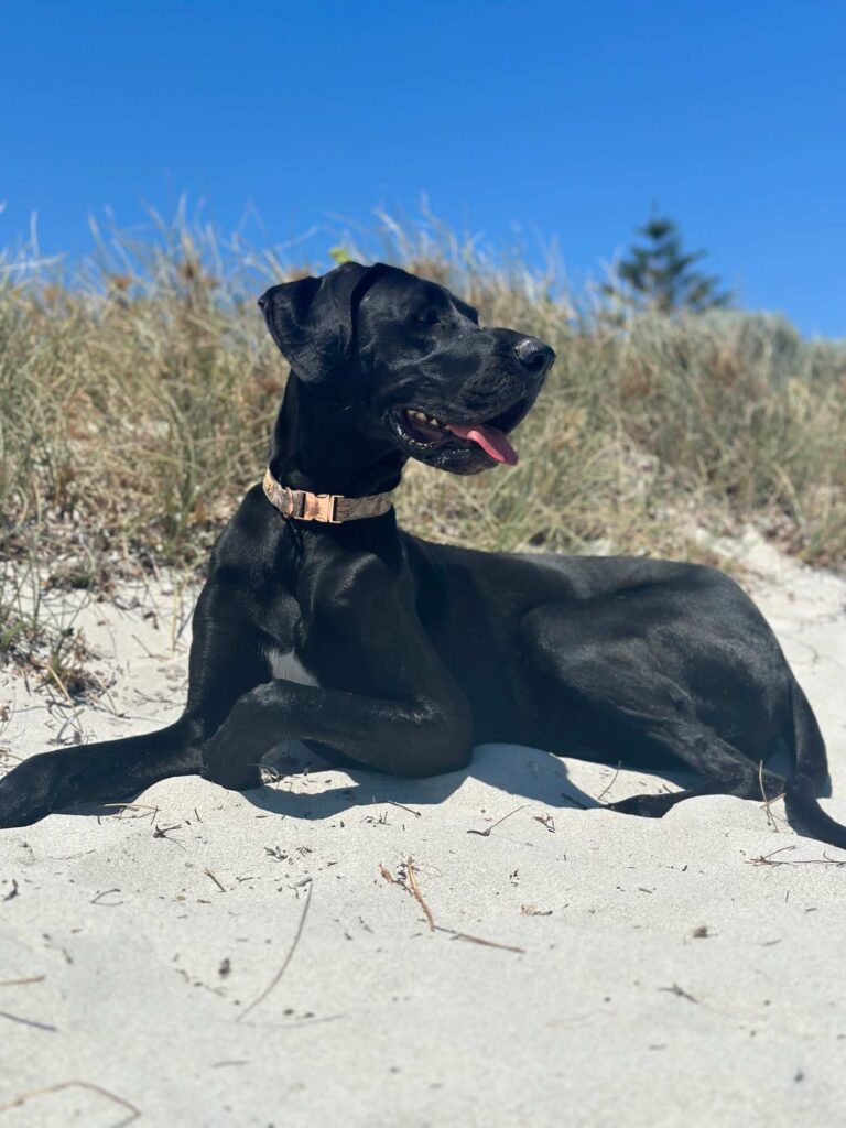 Housesitting-Hund Naldo am Strand von Fremantle, Westaustralien