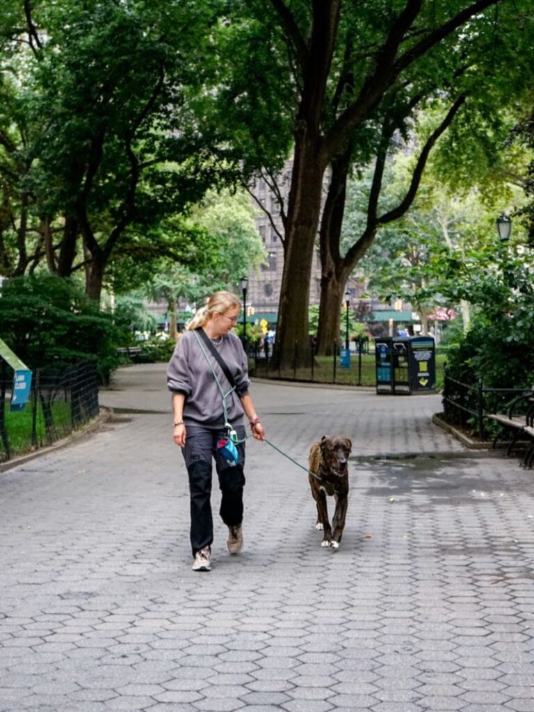 Gassigehen mit Housesitting-Hund im Park von New York, USA