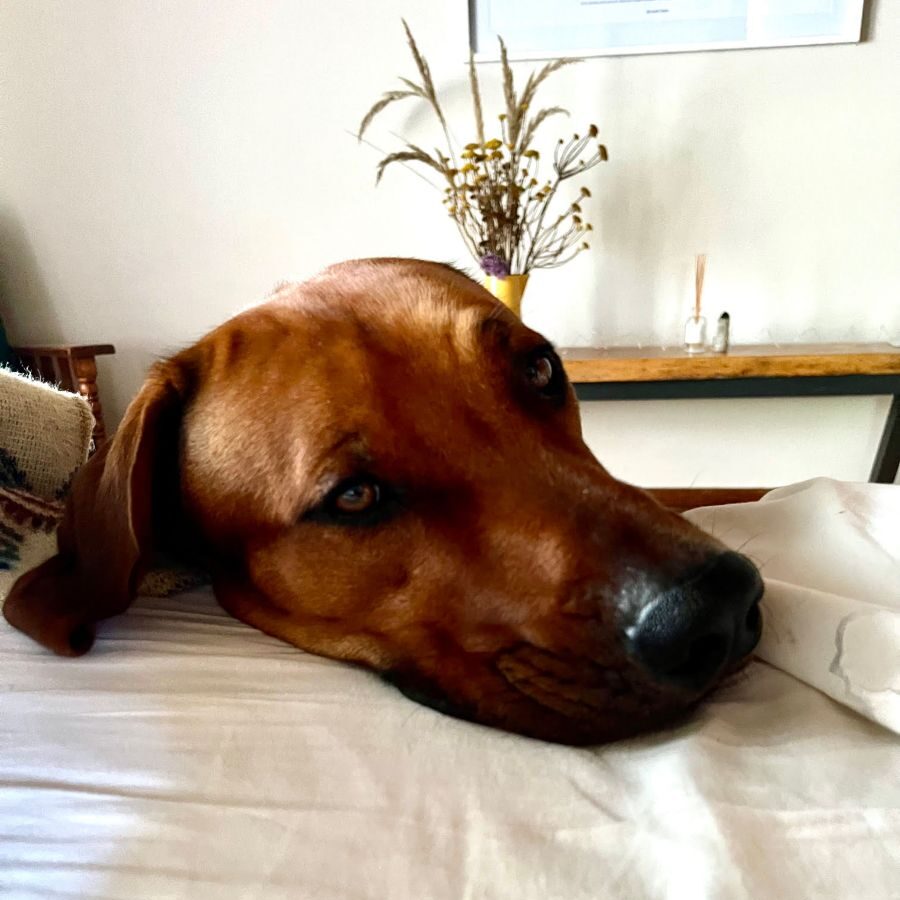 Glücklicher Hund beim Housesitting HomeExchange in Südafrika Erfahrungen