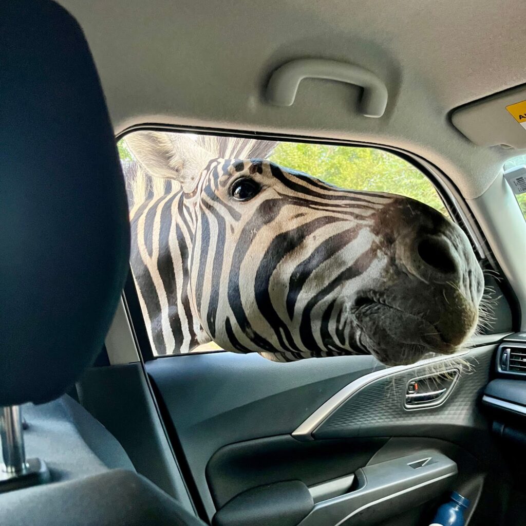 Neugieriges Zebra steckt den Kopf durch das Autofenster in Südafrika