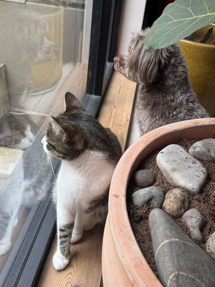 Petsitting in London Erfahrungen mit Katze und Hund