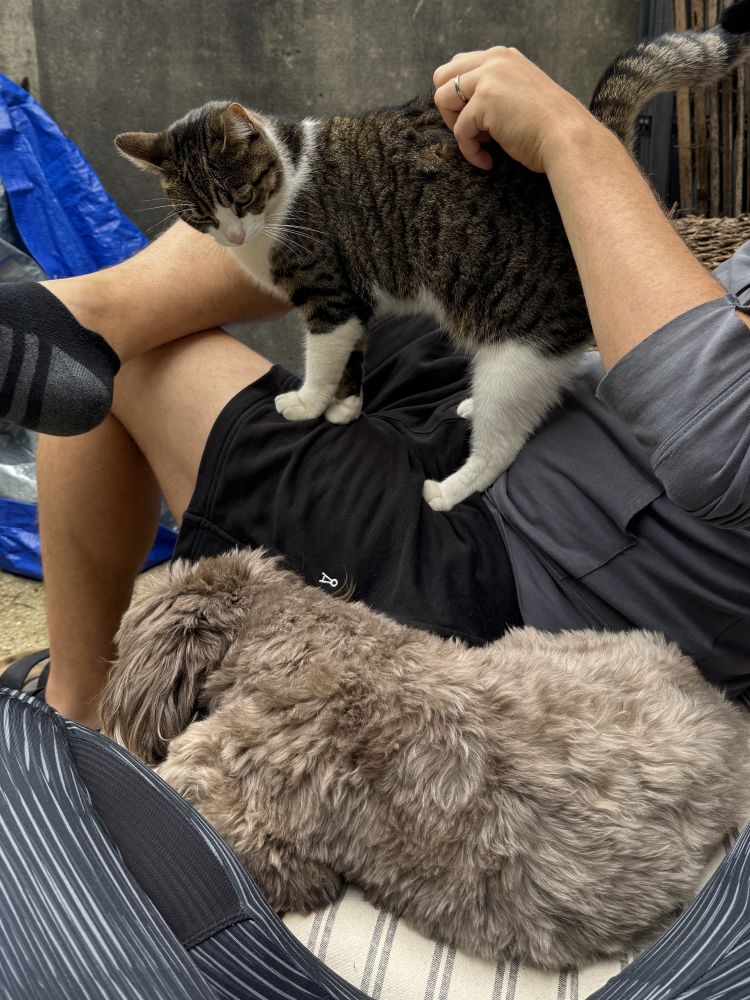 Petsitting in London mit Hund und Katze beim Kuscheln